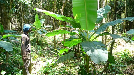 Plantains growing as an interim crop as cocoa plants take five years to mature. (Photo by Serge Etele)