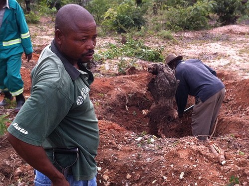 Moshe Musingafi takes a break from uprooting tree stumps to make way for the new synagogue Photo by Sandy Leeder
