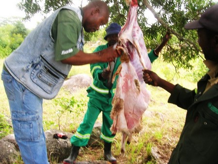 Preparing the sheep for the seder Photo by Sandy Leeder