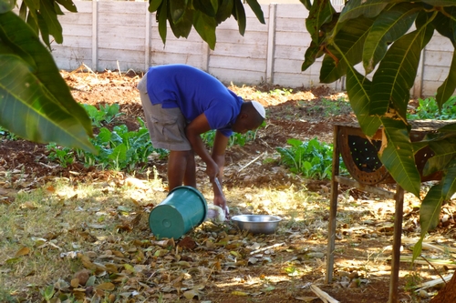 Planting in Harare. Modreck works in the Community House garden which the family is developing to supply food for residents and visitors (Photo by Mickey Feinberg)